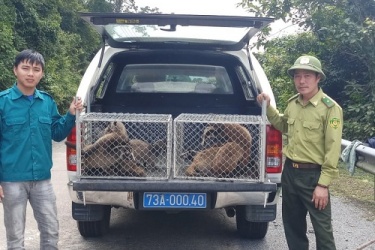 Vườn Quốc gia Phong Nha - Kẻ Bàng: Thả động vật hoang dã về môi trường tự nhiên